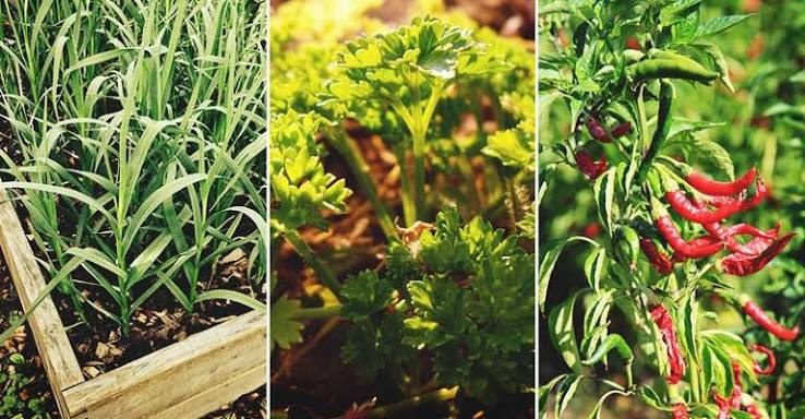 Garlic, herb and chilli plants in raised beds